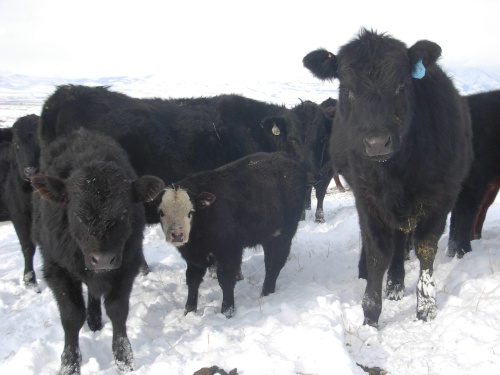 Beef in Winter Pasture