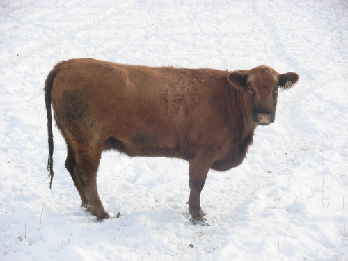 Beef in Winter Pasture
