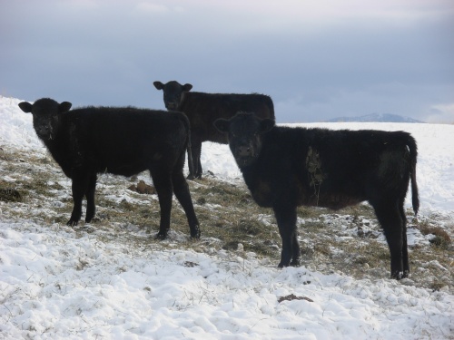 Beef in Winter Pasture