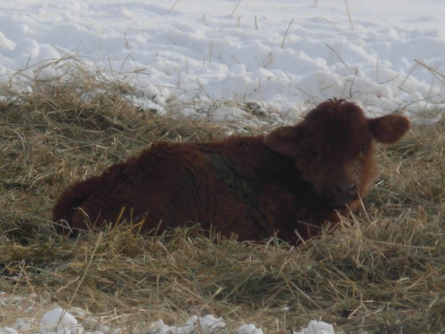 Beef in Winter Pasture