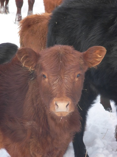 Beef in Winter Pasture