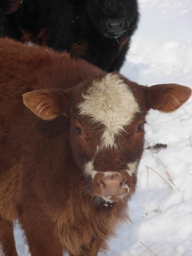 Beef in Winter Pasture