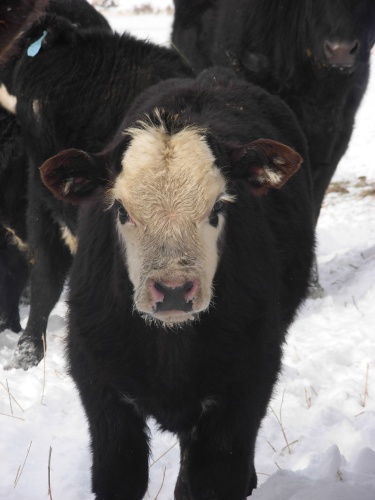 Beef in Winter Pasture