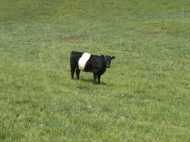 Belted Galloway in Summer Pasture