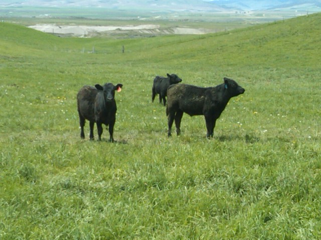 Black Angus in Summer Pasture